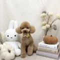 2026年09月10日18時00分投稿　ギャラリー記事「今日のわんちゃん♪」　投稿画像