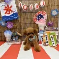 2025年08月07日18時00分投稿　ギャラリー記事「今日のわんちゃん♪」　投稿画像