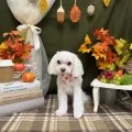 2025年11月28日22時57分投稿　ギャラリー記事「今日のわんちゃん♪」　投稿画像