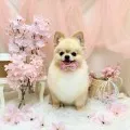 2025年05月10日00時48分投稿　ギャラリー記事「今日のわんちゃん♪」　投稿画像