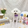 2026年05月24日04時55分投稿　ギャラリー記事「今日のわんちゃん♪」　投稿画像