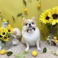 2026年07月18日18時00分投稿　ギャラリー記事「今日のわんちゃん♪」　投稿画像