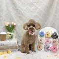 2026年05月27日03時18分投稿　ギャラリー記事「今日のわんちゃん♪」　投稿画像