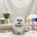 2026年05月02日21時34分投稿　ギャラリー記事「今日のわんちゃん♪」　投稿画像