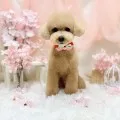 2025年04月26日18時15分投稿　ギャラリー記事「今日のわんちゃん♪」　投稿画像