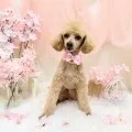 2025年05月10日01時25分投稿　ギャラリー記事「今日のわんちゃん♪」　投稿画像