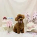 2026年04月03日18時00分投稿　ギャラリー記事「今日のわんちゃん♪」　投稿画像