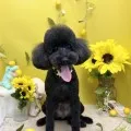 2026年07月15日05時21分投稿　ギャラリー記事「今日のわんちゃん♪」　投稿画像