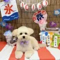 2025年09月14日12時54分投稿　ギャラリー記事「わんちゃん写真集♪」　投稿画像