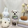 2026年09月22日07時45分投稿　ギャラリー記事「今日のわんちゃん♪」　投稿画像