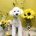 2026年07月14日08時48分投稿　ギャラリー記事「今日のわんちゃん♪」　投稿画像