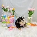 2025年05月23日21時39分投稿　ギャラリー記事「今日のわんちゃん♪」　投稿画像