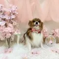 2025年05月28日14時17分投稿　ギャラリー記事「今日のわんちゃん♪」　投稿画像