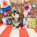 2025年08月02日18時09分投稿　ギャラリー記事「今日のわんちゃん♪」　投稿画像