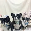 2026年04月07日05時41分投稿　ギャラリー記事「今日のわんちゃん♪」　投稿画像