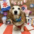 2025年08月12日18時00分投稿　ギャラリー記事「わんちゃん写真集♪」　投稿画像