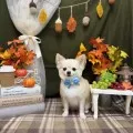2025年12月04日16時10分投稿　ギャラリー記事「今日のわんちゃん♪」　投稿画像