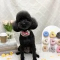 2026年05月27日03時18分投稿　ギャラリー記事「今日のわんちゃん♪」　投稿画像