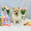 2025年05月23日20時49分投稿　ギャラリー記事「今日のわんちゃん♪」　投稿画像