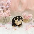 2025年05月10日00時52分投稿　ギャラリー記事「今日のわんちゃん♪」　投稿画像