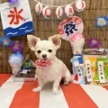 2025年08月16日18時00分投稿　ギャラリー記事「今日のわんちゃん♪」　投稿画像