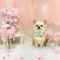 2025年05月28日14時17分投稿　ギャラリー記事「今日のわんちゃん♪」　投稿画像