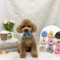 2026年05月30日01時14分投稿　ギャラリー記事「今日のわんちゃん♪」　投稿画像