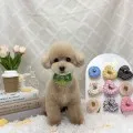 2026年05月20日13時41分投稿　ギャラリー記事「今日のわんちゃん♪」　投稿画像