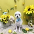 2026年07月30日18時00分投稿　ギャラリー記事「今日のわんちゃん♪」　投稿画像