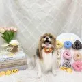 2026年05月17日13時43分投稿　ギャラリー記事「今日のわんちゃん♪」　投稿画像