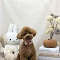 2026年10月04日07時03分投稿　ギャラリー記事「今日のわんちゃん♪」　投稿画像