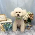 2026年06月30日02時41分投稿　ギャラリー記事「今日のわんちゃん♪」　投稿画像
