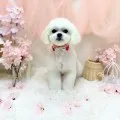 2025年05月10日13時33分投稿　ギャラリー記事「今日のわんちゃん♪」　投稿画像