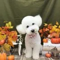 2026年10月13日07時39分投稿　ギャラリー記事「今日のわんちゃん♪」　投稿画像