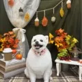 2025年11月28日22時57分投稿　ギャラリー記事「今日のわんちゃん♪」　投稿画像