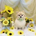 2025年07月08日03時12分投稿　ギャラリー記事「今日のわんちゃん♪」　投稿画像