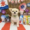 2025年08月27日12時15分投稿　ギャラリー記事「今日のわんちゃん♪」　投稿画像