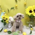 2026年07月15日05時21分投稿　ギャラリー記事「今日のわんちゃん♪」　投稿画像