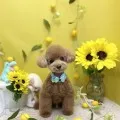 2026年07月17日05時27分投稿　ギャラリー記事「今日のわんちゃん♪」　投稿画像