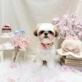 2026年04月20日09時53分投稿　ギャラリー記事「今日のわんちゃん♪」　投稿画像