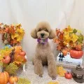 2025年10月14日20時42分投稿　ギャラリー記事「今日のわんちゃん♪」　投稿画像