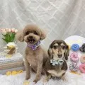 2026年05月17日13時43分投稿　ギャラリー記事「今日のわんちゃん♪」　投稿画像