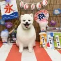 2025年08月27日12時14分投稿　ギャラリー記事「わんちゃん写真集♪」　投稿画像
