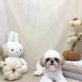 2026年10月04日07時04分投稿　ギャラリー記事「今日のわんちゃん♪」　投稿画像