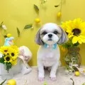 2026年07月13日02時36分投稿　ギャラリー記事「今日のわんちゃん♪」　投稿画像