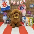 2025年08月19日18時00分投稿　ギャラリー記事「今日のわんちゃん♪」　投稿画像
