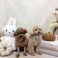 2026年10月04日07時06分投稿　ギャラリー記事「今日のわんちゃん♪」　投稿画像