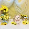 2025年07月26日16時30分投稿　ギャラリー記事「今日のわんちゃん♪」　投稿画像