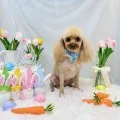 2025年05月23日22時12分投稿　ギャラリー記事「今日のわんちゃん♪」　投稿画像