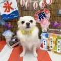2025年09月14日12時54分投稿　ギャラリー記事「わんちゃん写真集♪」　投稿画像
